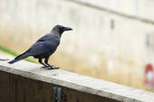 22.03.2012 | Серая ворона: птица, приносящая праздник