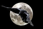 28.06.2012 | В Шотландии спасен редкий белый птенец вороны